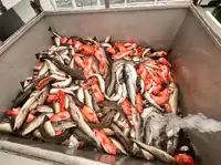 Kalatraaler müügiks